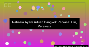 visual ayam aduan bangkok