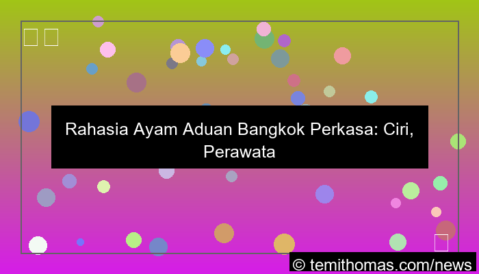 visual ayam aduan bangkok