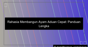 ayam aduan cepat