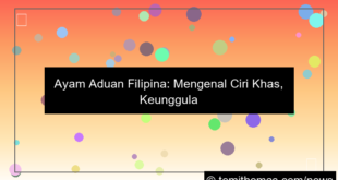 gambar ayam aduan filipina