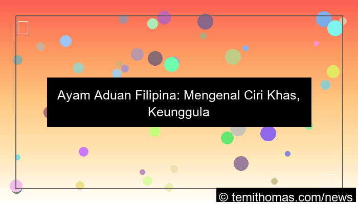 gambar ayam aduan filipina