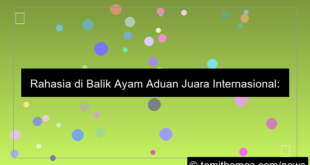ayam aduan juara internasional