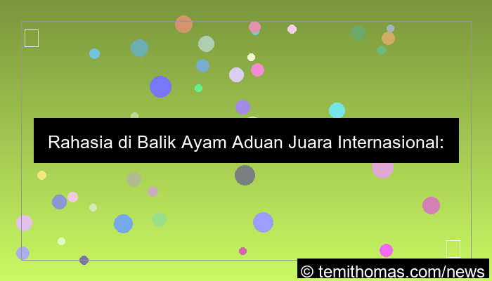 ayam aduan juara internasional