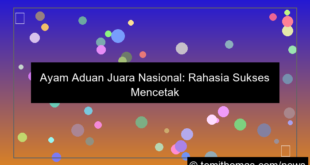 gambar ayam aduan juara nasional