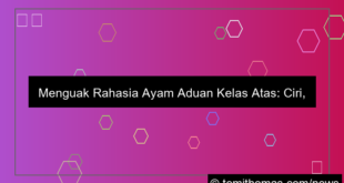 ayam aduan kelas atas