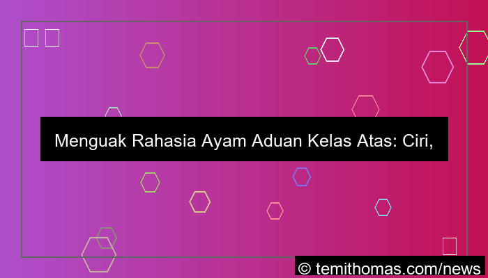 ayam aduan kelas atas