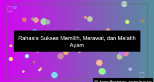 ayam aduan kelas berat