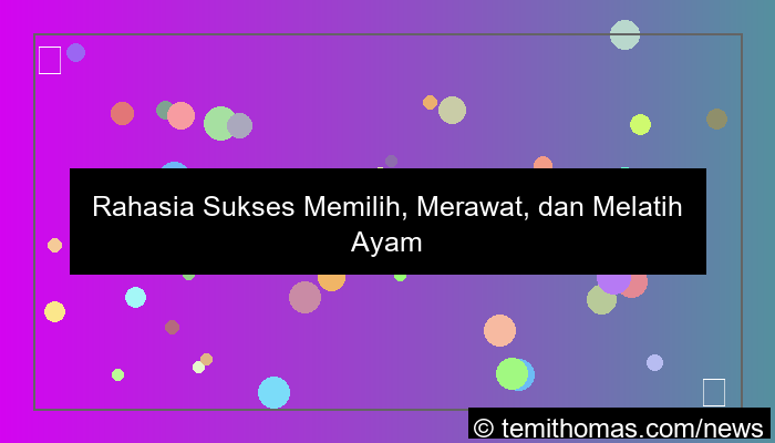 ayam aduan kelas berat