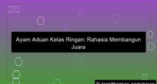 gambar ayam aduan kelas ringan