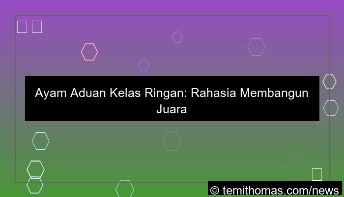 gambar ayam aduan kelas ringan