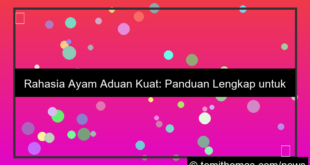 desain ayam aduan kuat