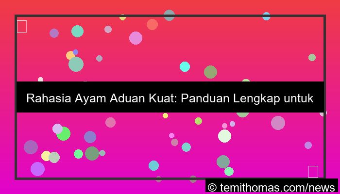 desain ayam aduan kuat