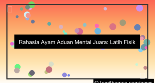 ayam aduan mental juara