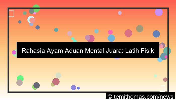 ayam aduan mental juara