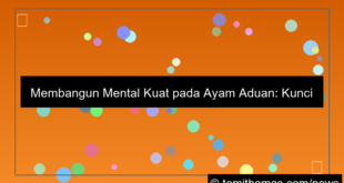 grafik ayam aduan mental kuat