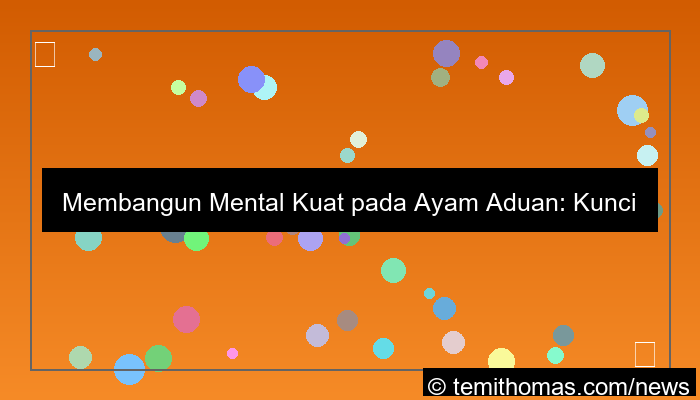 grafik ayam aduan mental kuat