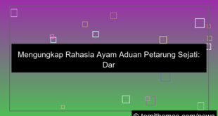 grafik ayam aduan petarung sejati