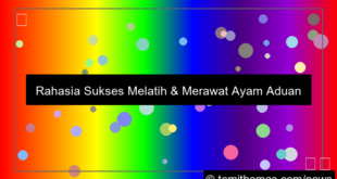 ayam aduan profesional