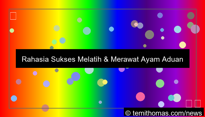 ayam aduan profesional