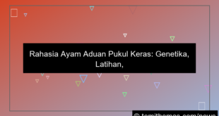 ayam aduan pukul keras