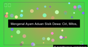 ilustrasi ayam aduan sisik dewa