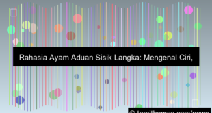 ayam aduan sisik langka