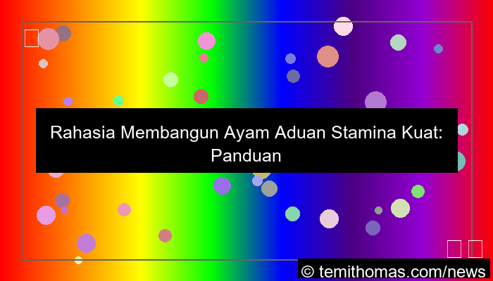 ayam aduan stamina kuat