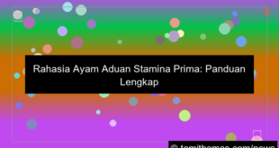 desain ayam aduan stamina prima