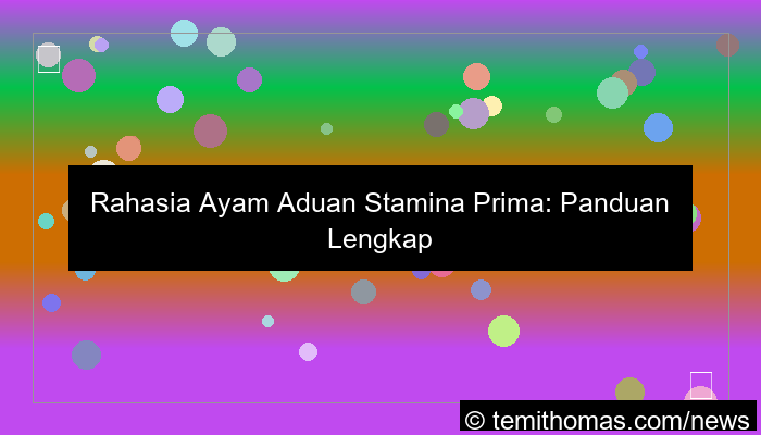 desain ayam aduan stamina prima