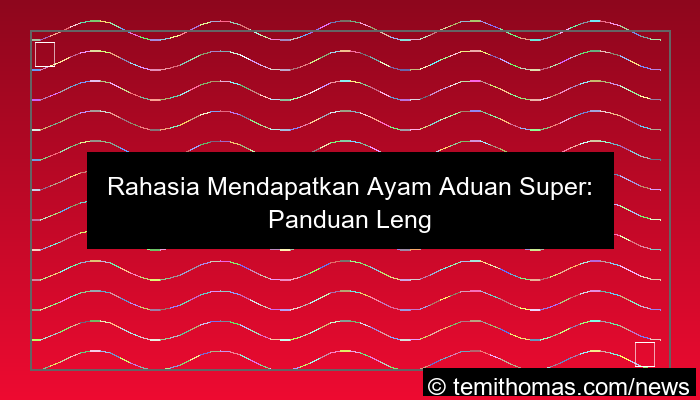 visual ayam aduan super