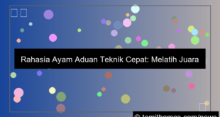 grafik ayam aduan teknik cepat