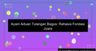 grafik ayam aduan tulangan bagus