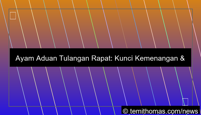 visual ayam aduan tulangan rapat