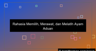 gambar ayam aduan unggulan