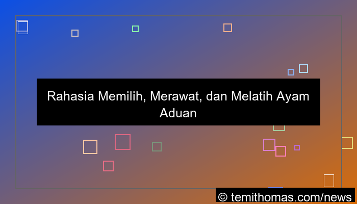 gambar ayam aduan unggulan