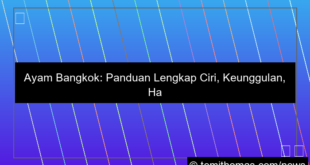 ilustrasi ayam bangkok