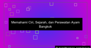 ayam bangkok asli