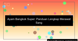 ilustrasi ayam bangkok super