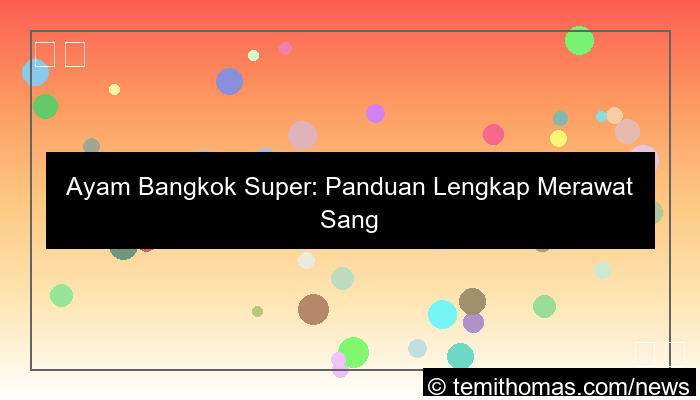 ilustrasi ayam bangkok super