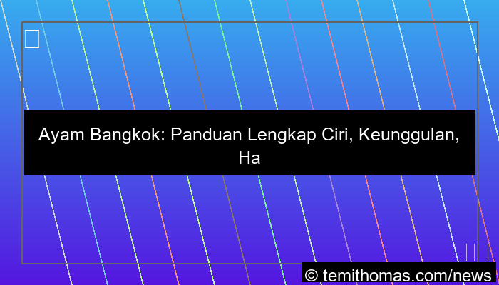 ilustrasi ayam bangkok