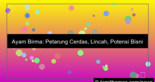 ilustrasi ayam birma