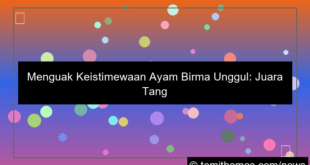 ayam birma unggul