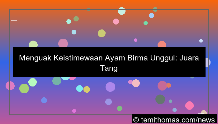 ayam birma unggul