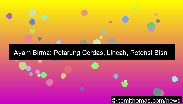 ilustrasi ayam birma