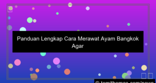 gambar cara merawat ayam bangkok