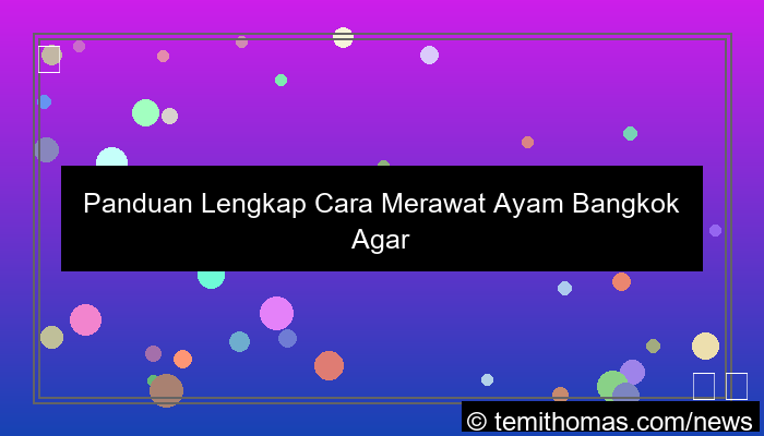 gambar cara merawat ayam bangkok