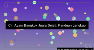 gambar ciri ayam bangkok juara