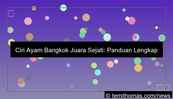 gambar ciri ayam bangkok juara