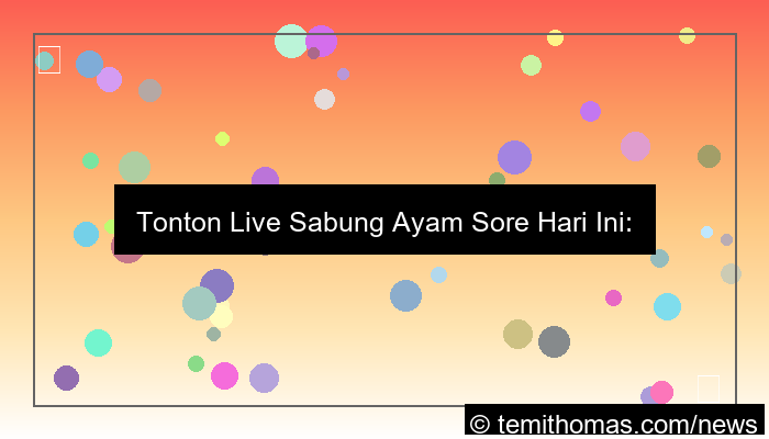 live sabung ayam sore