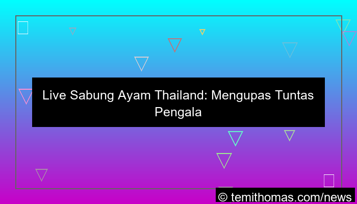 ilustrasi live sabung ayam thailand